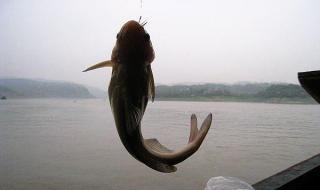 长江黄河常见有哪些鱼 长江里有什么鱼